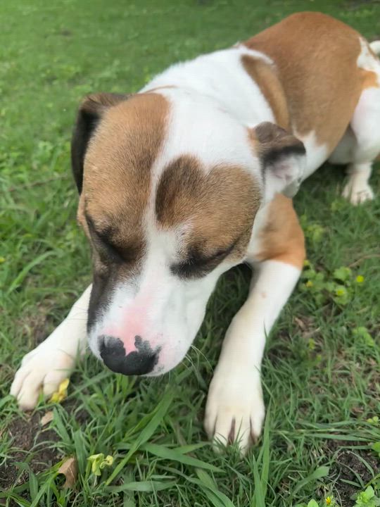 Enlarge Mr. Crabs, a ADOPTABLE mixed breed in Sherman, TX video 5/5