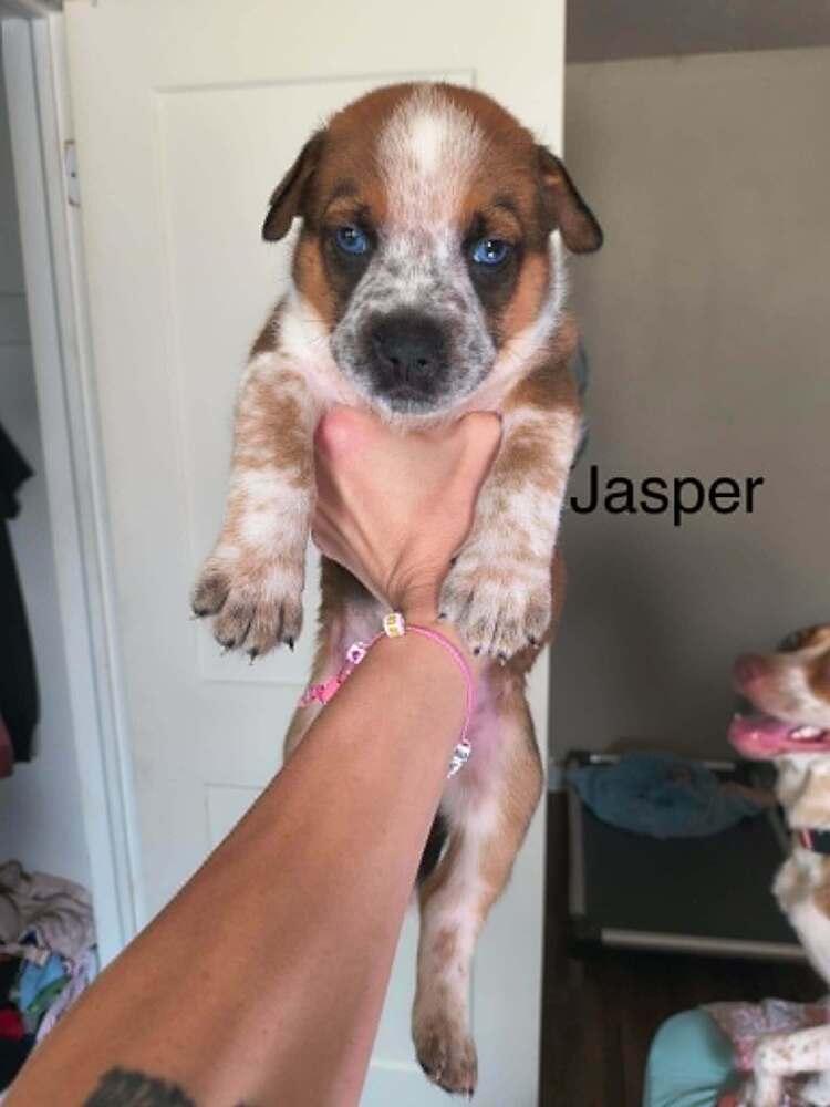 Jasper, Adopted, Puppy Male Pit Bull Terrier.
