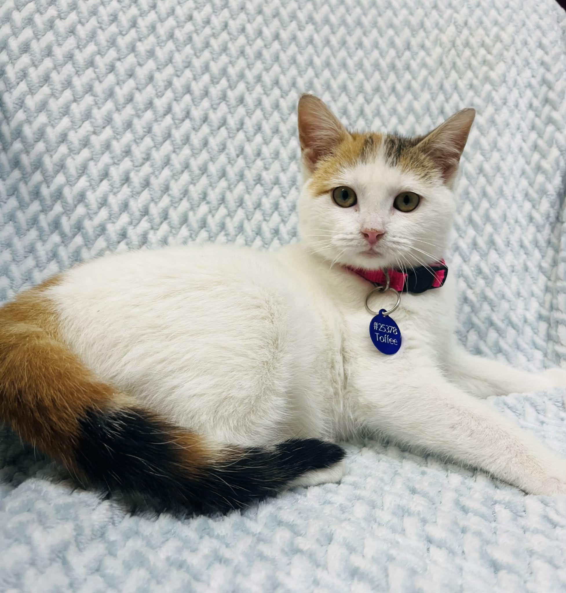 Enlarge Toffee , an adopted Domestic Short Hair in Alexandria, MN image 2/3