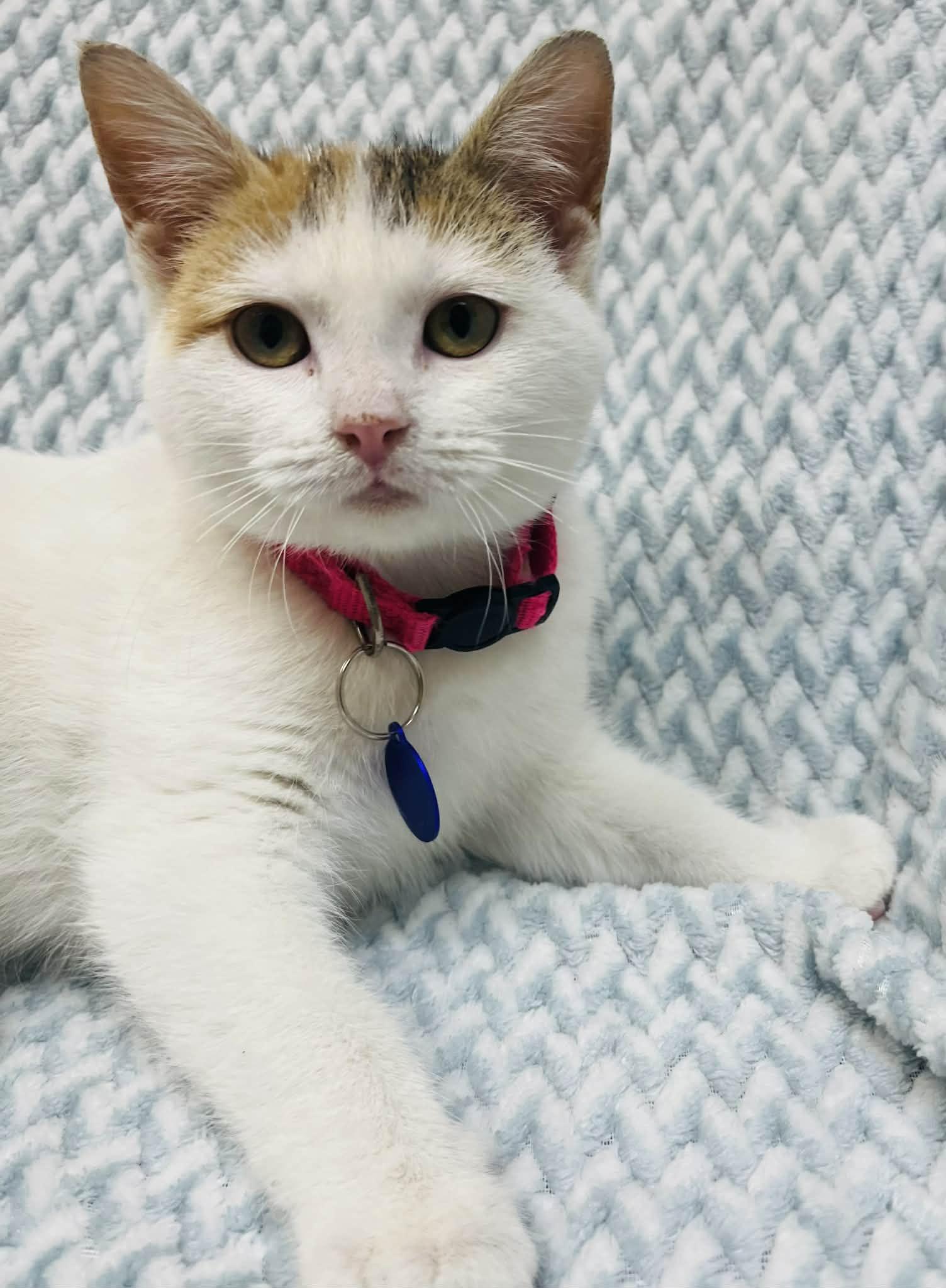 Enlarge Toffee , an adopted Domestic Short Hair in Alexandria, MN image 3/3