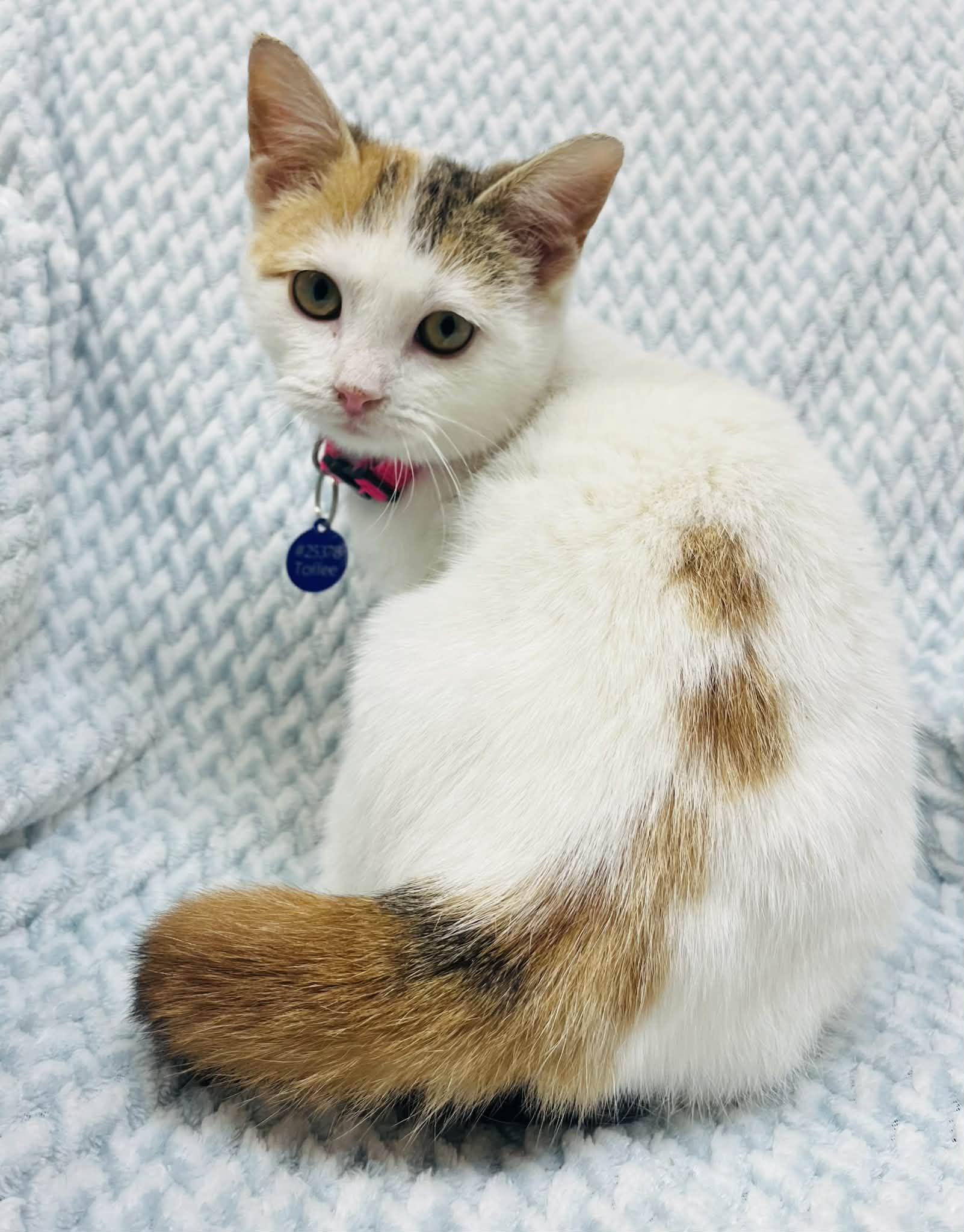 Enlarge Toffee , an adopted Domestic Short Hair in Alexandria, MN image 1/3