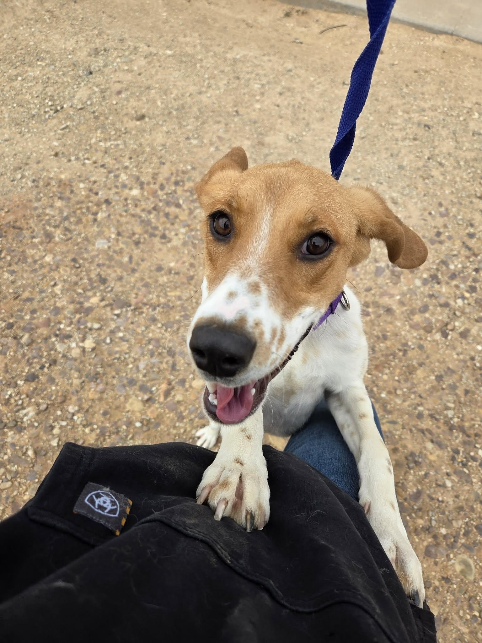 Enlarge Darla, a ADOPTABLE Coonhound in Roosevelt, UT image 2/4