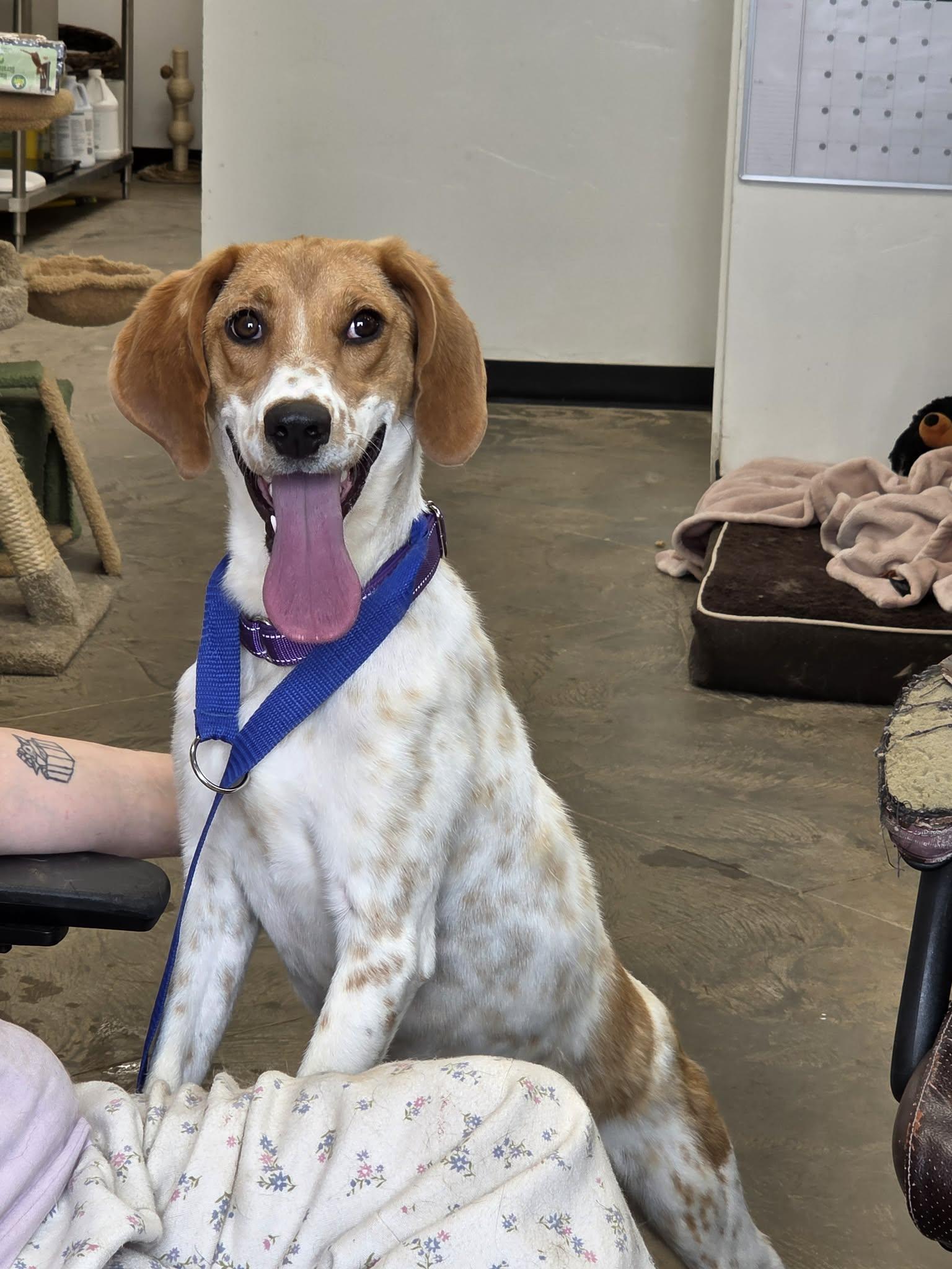Enlarge Darla, a ADOPTABLE Coonhound in Roosevelt, UT image 4/4