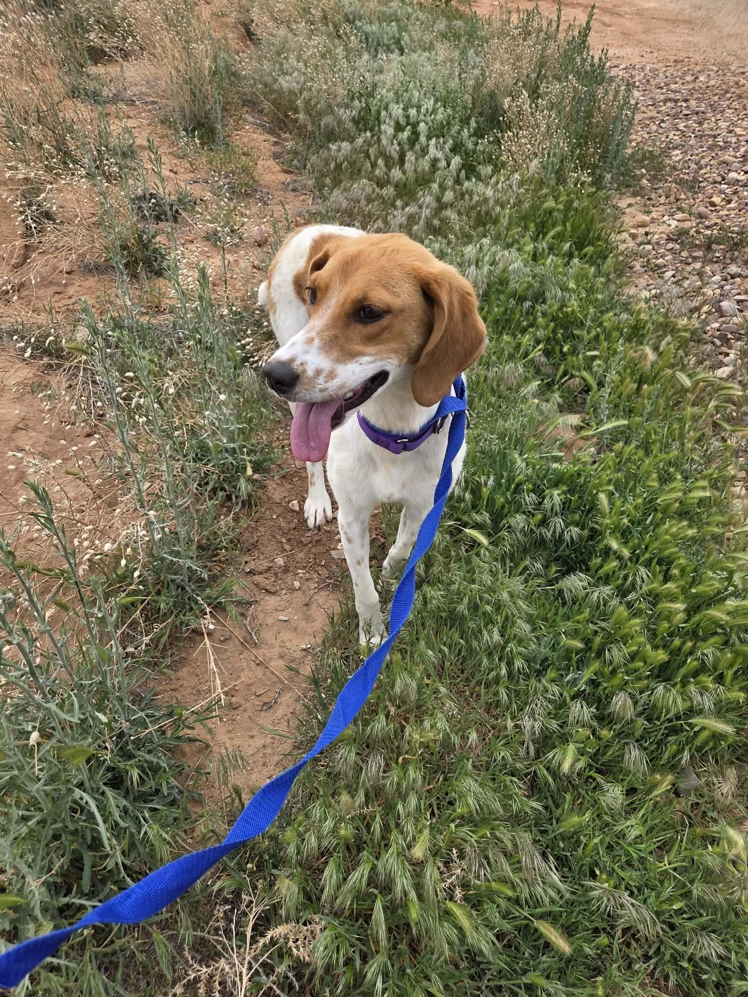 Enlarge Darla, a ADOPTABLE Coonhound in Roosevelt, UT image 3/4