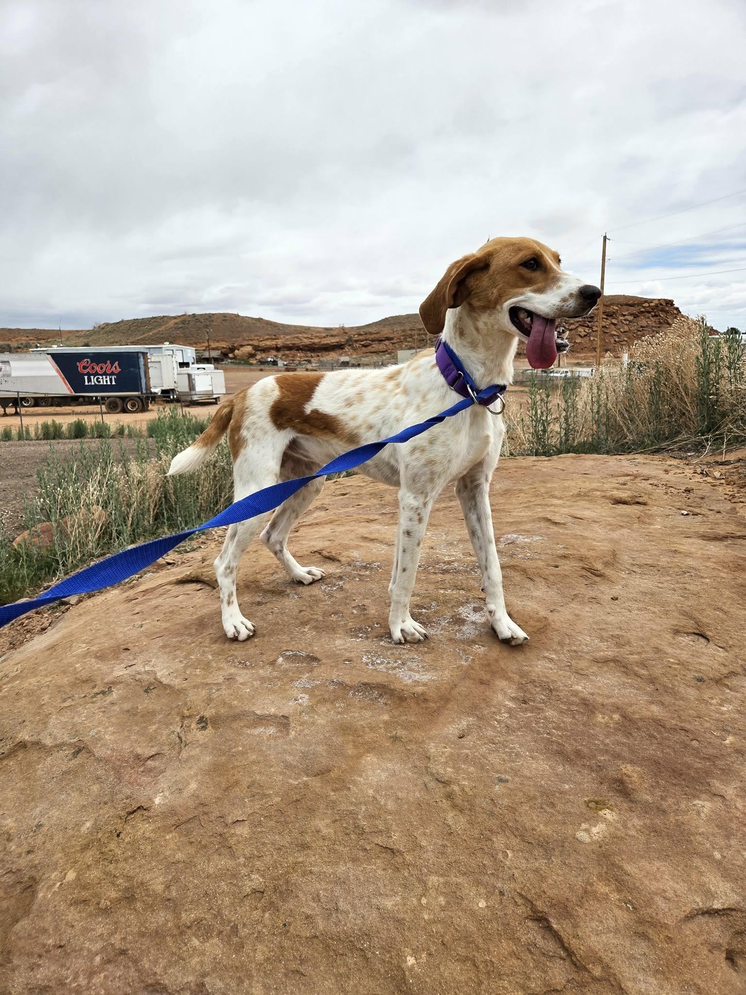 Enlarge Darla, a ADOPTABLE Coonhound in Roosevelt, UT image 1/4