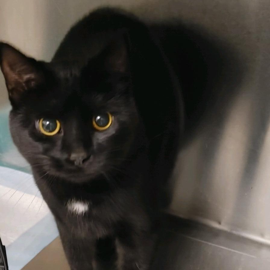 Enlarge Sally, a Adoptable mixed breed in Richmond Hill, GA image 1/1