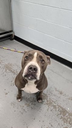 Mackie, an adoptable mixed breed in Sacramento, CA image 3/6
