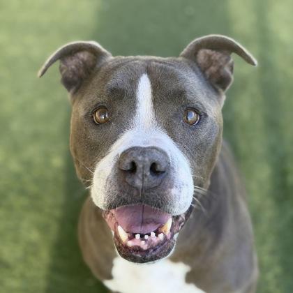 Mackie, an adoptable mixed breed in Sacramento, CA image 1/6