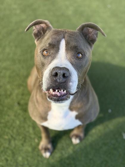 Mackie, an adoptable mixed breed in Sacramento, CA image 5/6