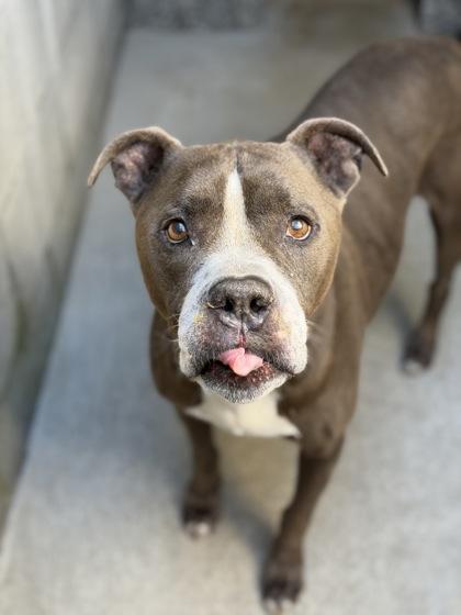 Mackie, an adoptable mixed breed in Sacramento, CA image 4/6
