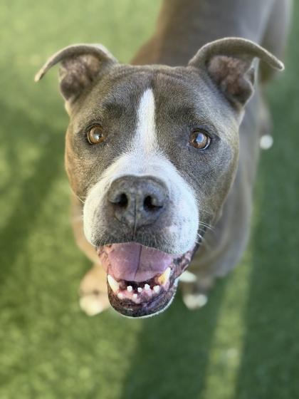 Mackie, an adoptable mixed breed in Sacramento, CA image 6/6