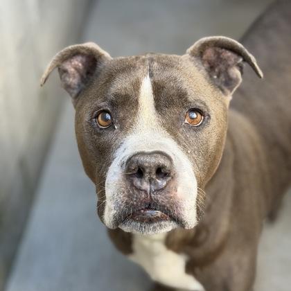 Mackie, an adoptable mixed breed in Sacramento, CA image 2/6
