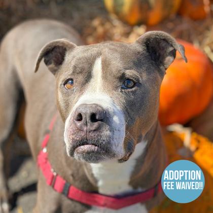 Enlarge Mackie, a Adoptable mixed breed in Sacramento, CA image 1/6