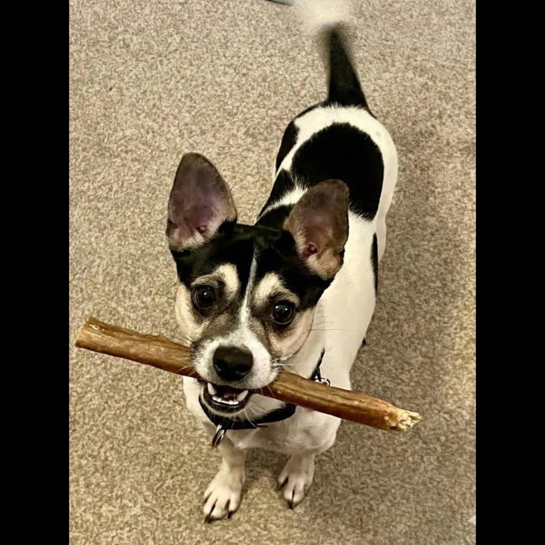 Melvin, adopted, Adult Male Chihuahua.