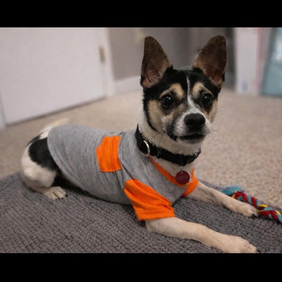 Enlarge Melvin, an adopted Chihuahua in Midlothian, VA image 4/6