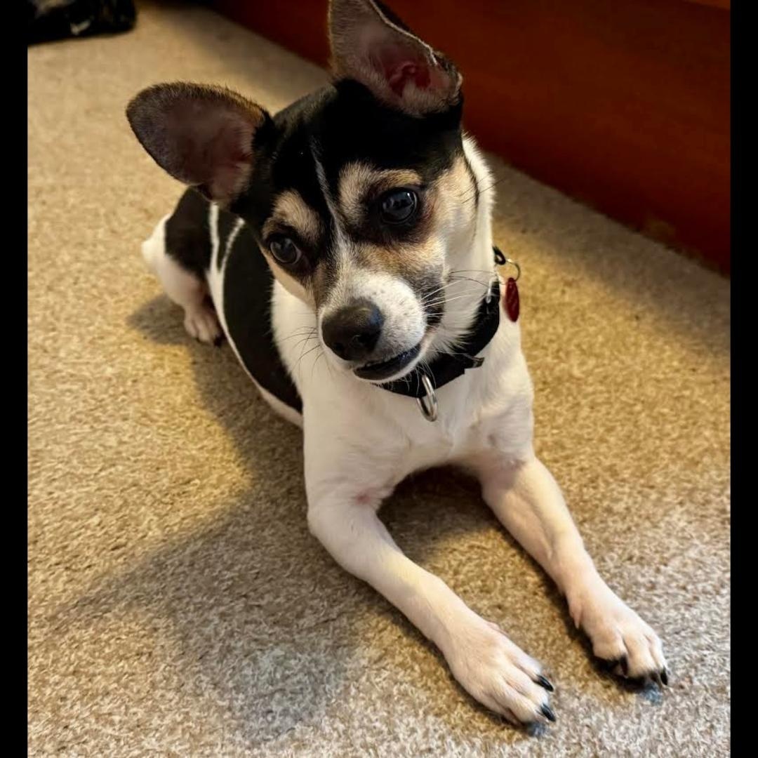 Enlarge Melvin, an adopted Chihuahua in Midlothian, VA image 6/6