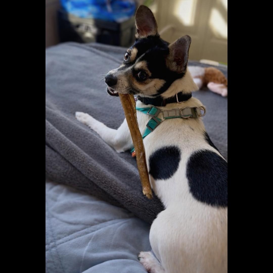 Enlarge Melvin, an adopted Chihuahua in Midlothian, VA image 3/6