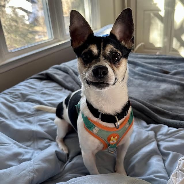 Enlarge Melvin, an adopted Chihuahua in Midlothian, VA image 2/6