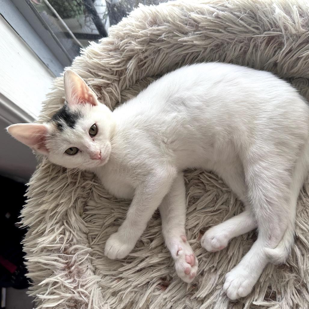 Purrincess Piper, a Adoptable mixed breed in Houston, TX image 1/6