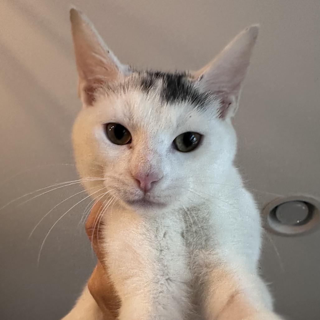 Purrincess Piper, a Adoptable mixed breed in Houston, TX image 2/6