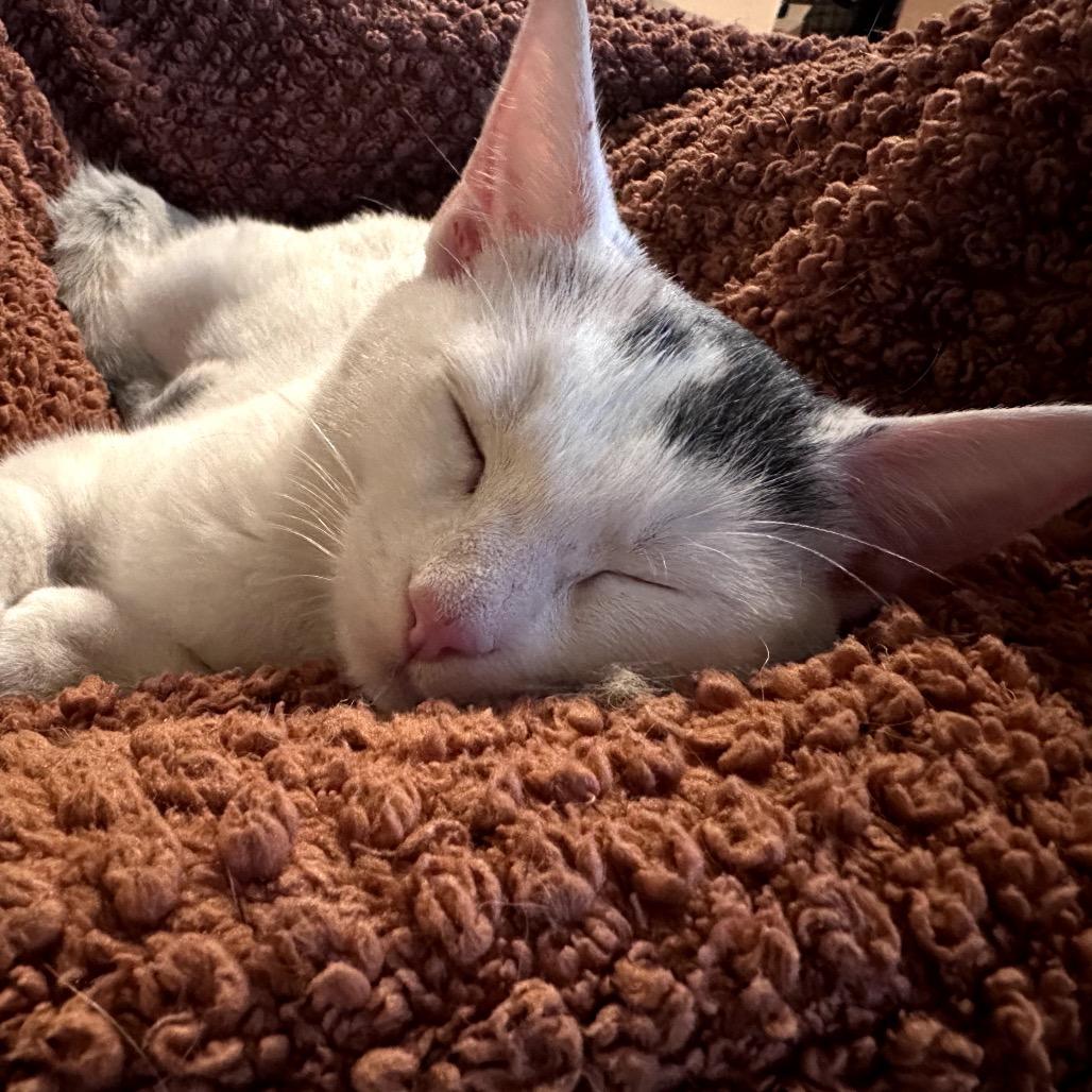 Purrincess Piper, a Adoptable mixed breed in Houston, TX image 4/6