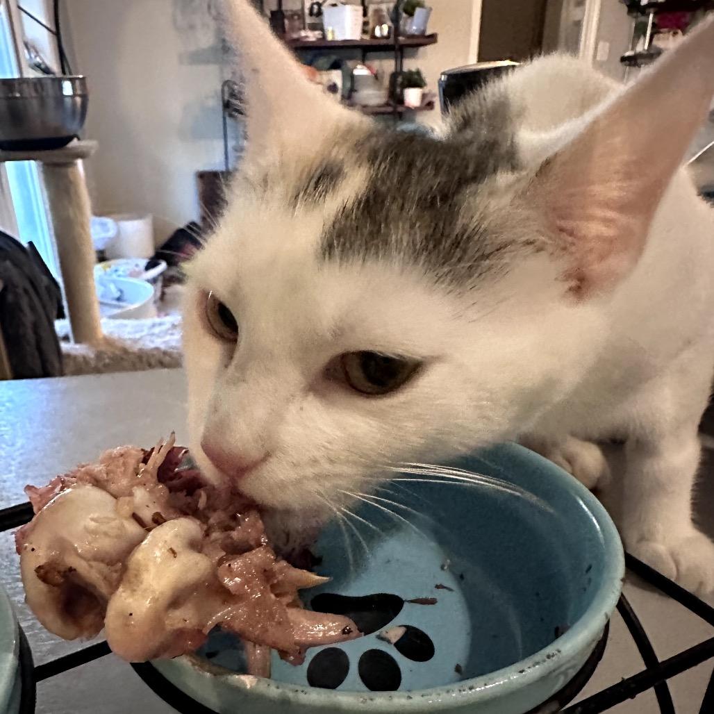 Purrincess Piper, a Adoptable mixed breed in Houston, TX image 5/6