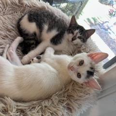 Purrincess Piper, a Adoptable mixed breed in Houston, TX image 6/6