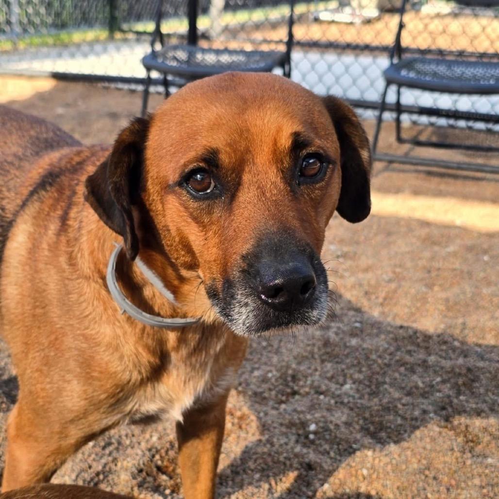 Enlarge Sheldon, a Adoptable Mixed Breed in Sand Springs, OK image 1/6