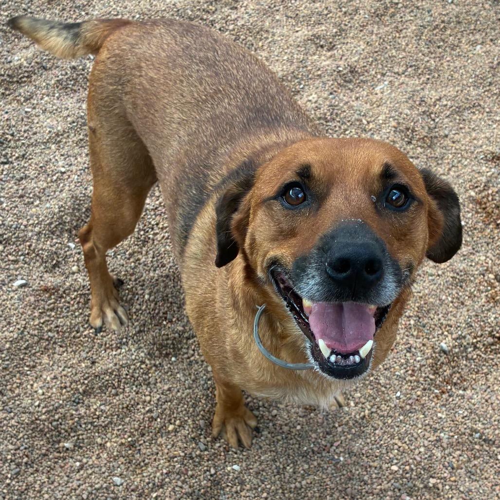 Enlarge Sheldon, a Adoptable Mixed Breed in Sand Springs, OK image 2/6