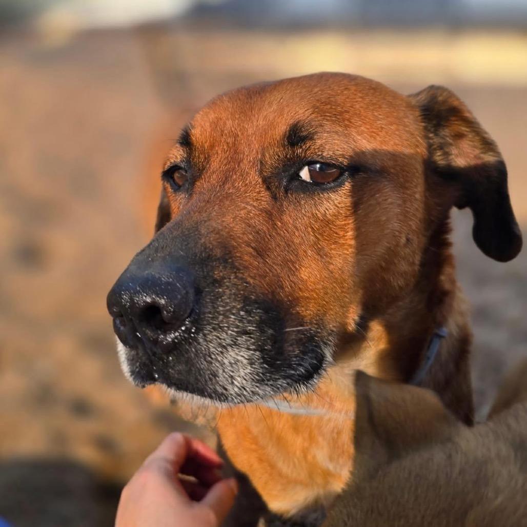 Enlarge Sheldon, a Adoptable Mixed Breed in Sand Springs, OK image 3/6