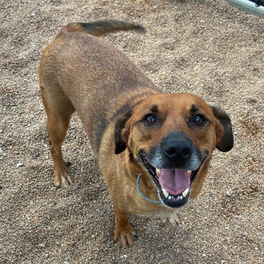Enlarge Sheldon, a Adoptable Mixed Breed in Sand Springs, OK image 4/6