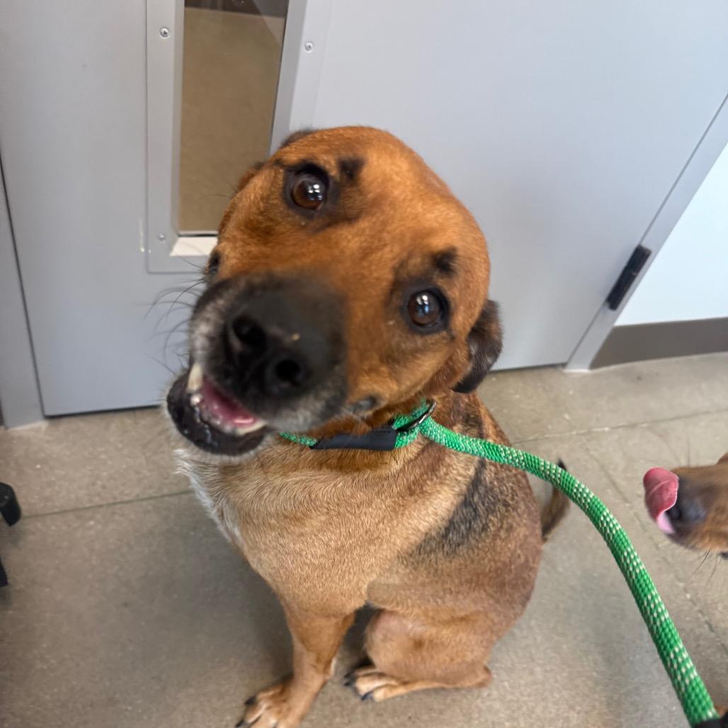 Enlarge Sheldon, a Adoptable Mixed Breed in Sand Springs, OK image 5/6