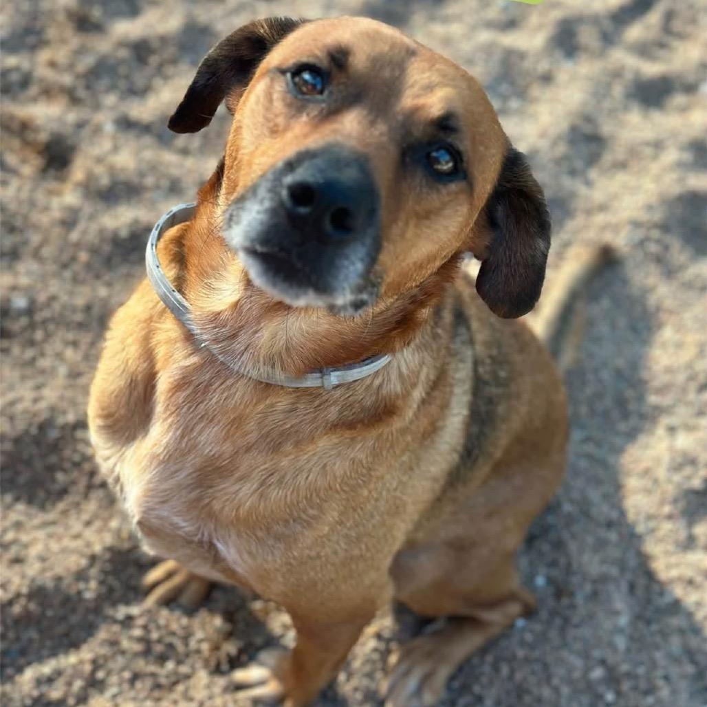 Enlarge Sheldon, a Adoptable Mixed Breed in Sand Springs, OK image 6/6