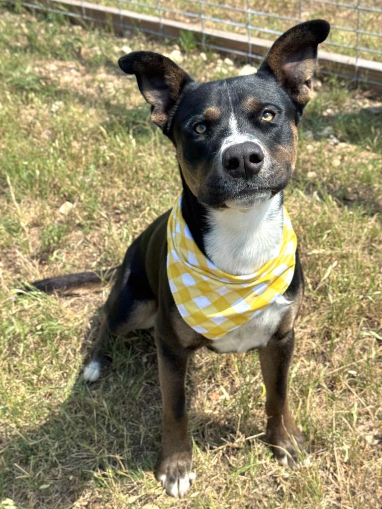 Digit, Adoptable, Adult Male Rottweiler & Terrier.