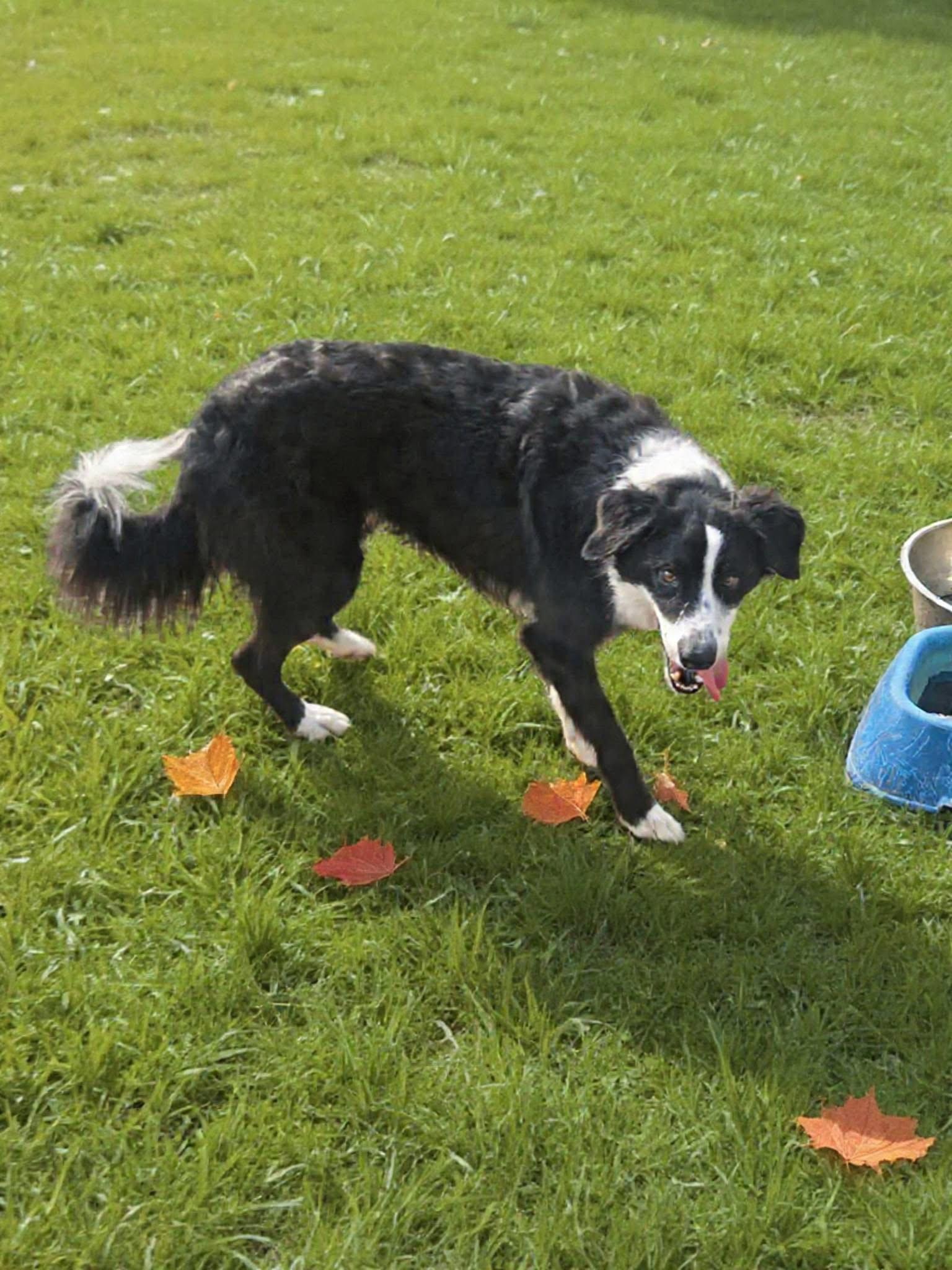 Anikan, Adoptable, Young Male Collie.