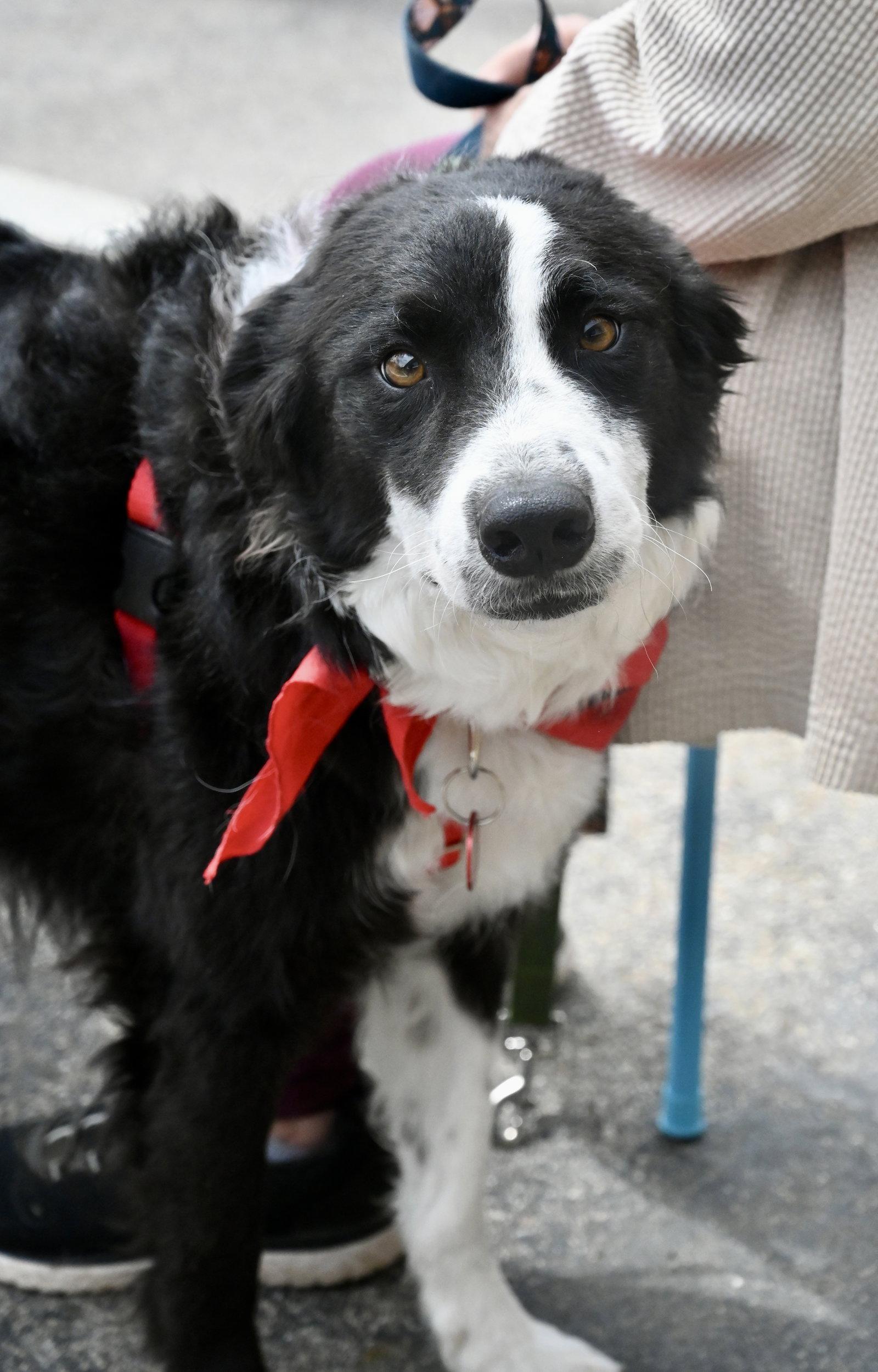 Anikan *LOCAL*, Adoptable, Adult Male Border Collie.