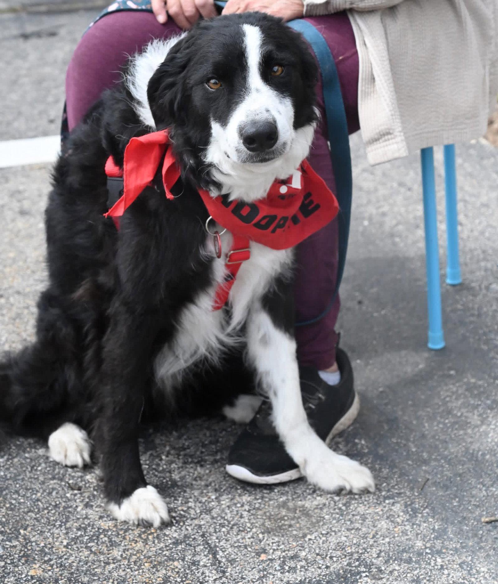 Enlarge Anikan *LOCAL*, a Adoptable Border Collie in Wakefield, RI image 2/3