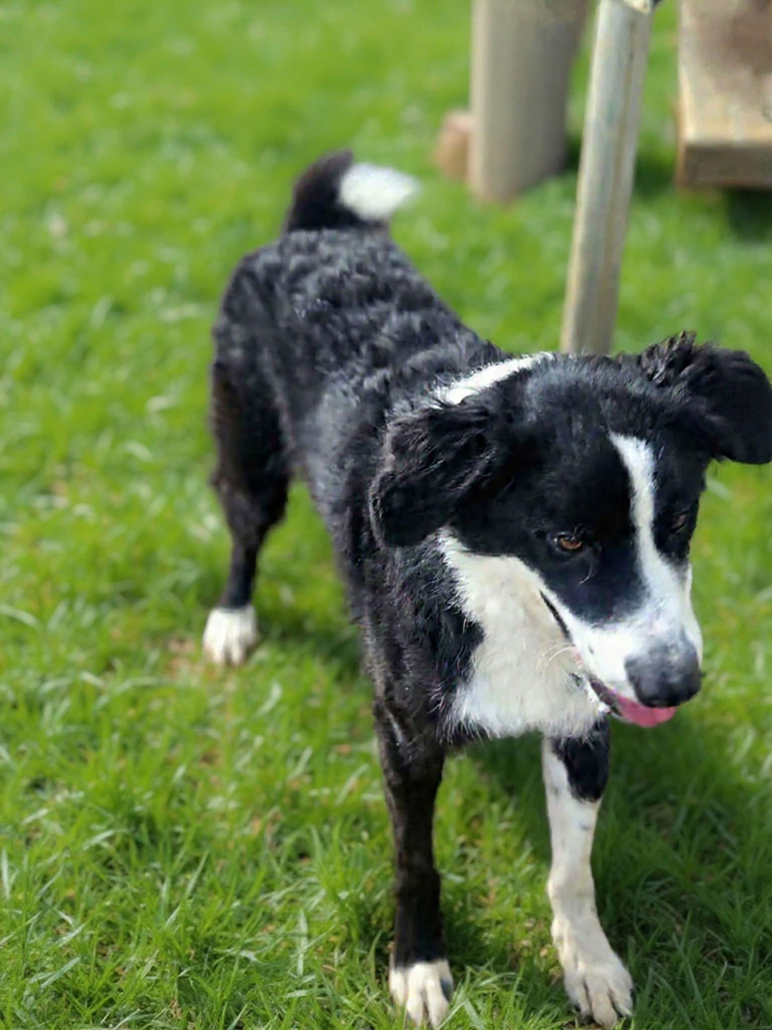 Enlarge Anikan, a Adoptable Collie in Wakefield, RI image 2/3