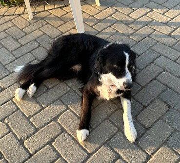 Enlarge Anikan *LOCAL*, a Adoptable Collie in Wakefield, RI image 3/3