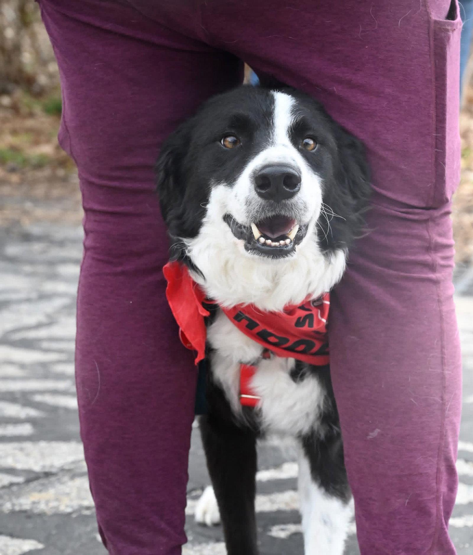 Enlarge Anikan *LOCAL*, a Adoptable Border Collie in Wakefield, RI image 3/3