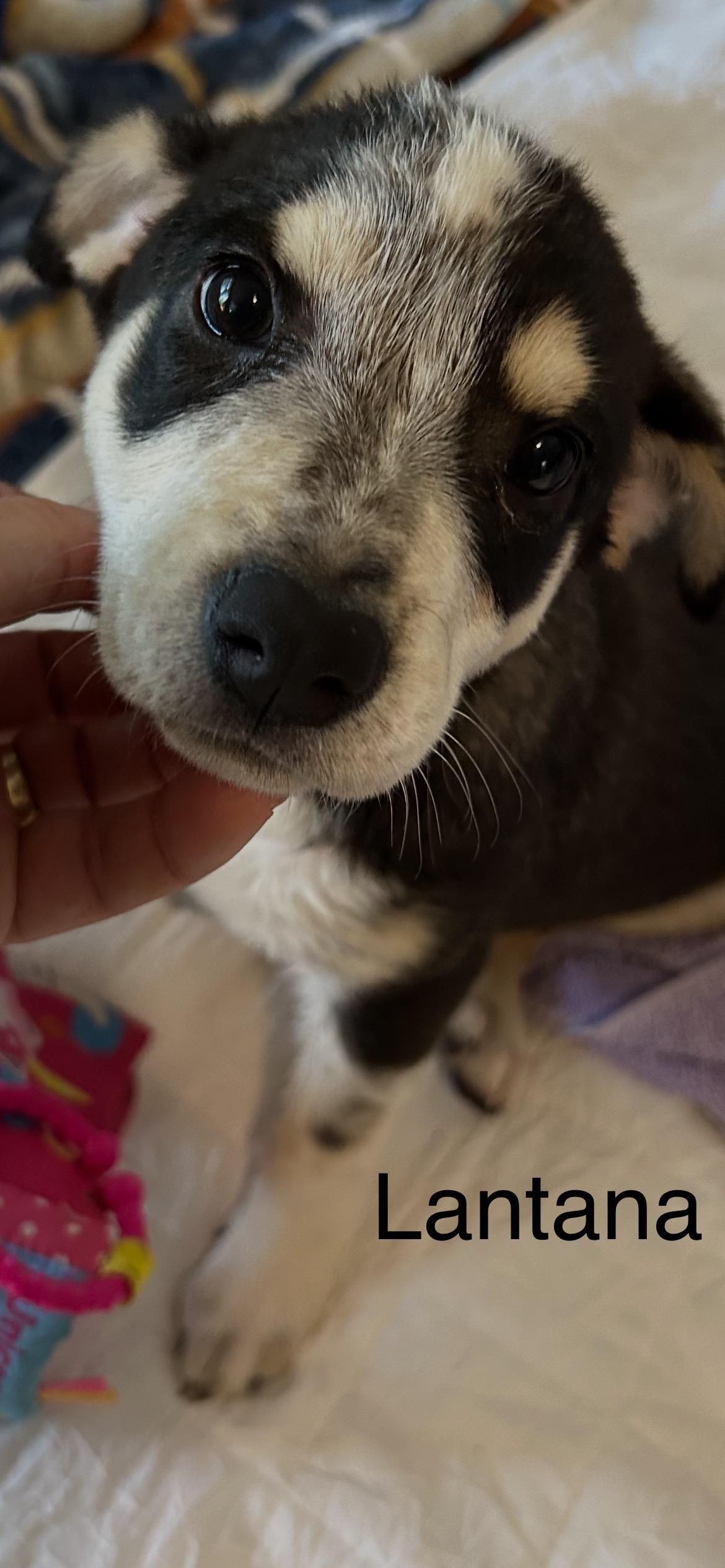 Enlarge Lantana, a Adoptable mixed breed in Arnold, MO image 1/5