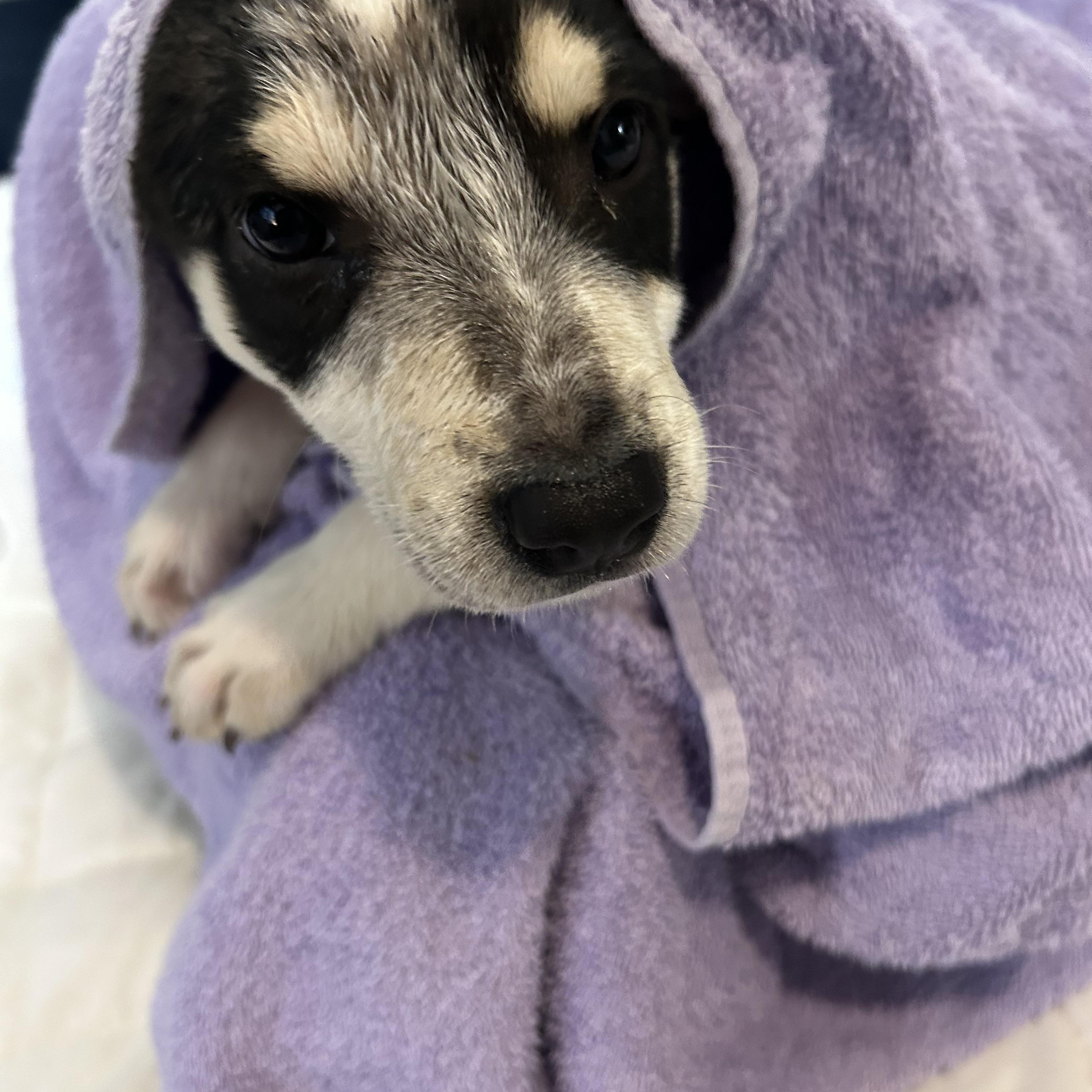 Enlarge Lantana, a Adoptable mixed breed in Arnold, MO image 2/5