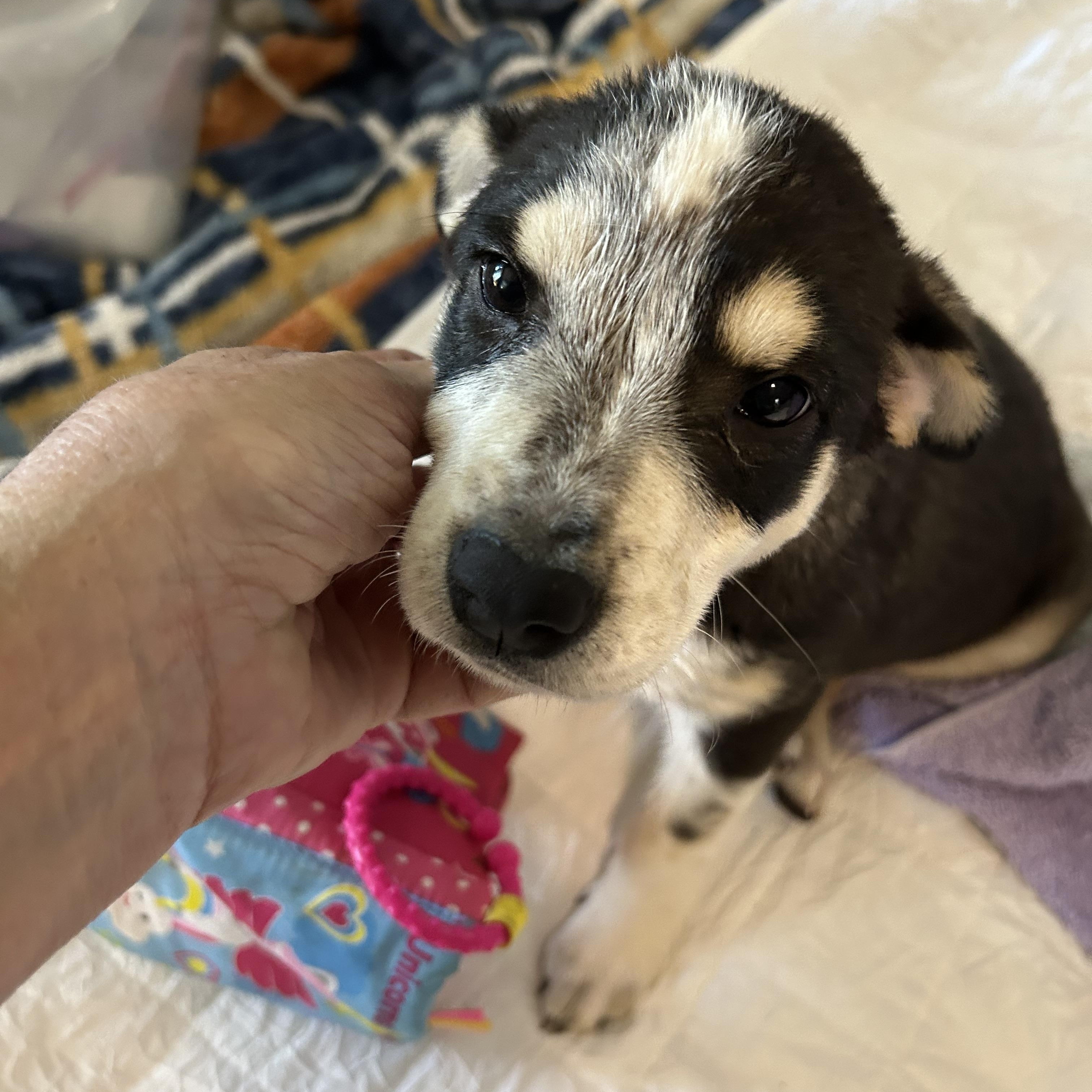 Enlarge Lantana, a Adoptable mixed breed in Arnold, MO image 3/5