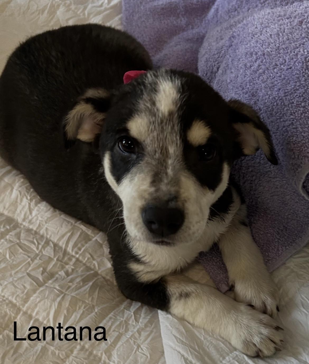 Enlarge Lantana, a Adoptable mixed breed in Arnold, MO image 4/5
