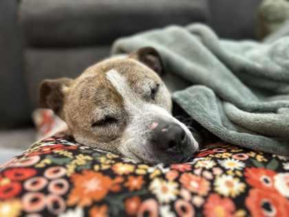 Enlarge Moxie, a Adoptable Mixed Breed in Fallston, MD image 2/5