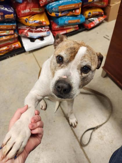 Enlarge Moxie, a Adoptable Mixed Breed in Fallston, MD image 3/5