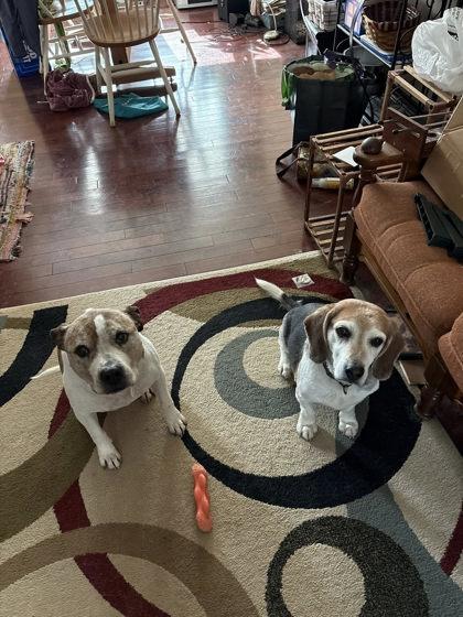 Enlarge Moxie, a Adoptable Mixed Breed in Fallston, MD image 4/5