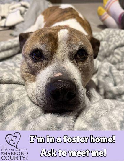 Moxie, a Adoptable Mixed Breed in Fallston, MD image 1/3