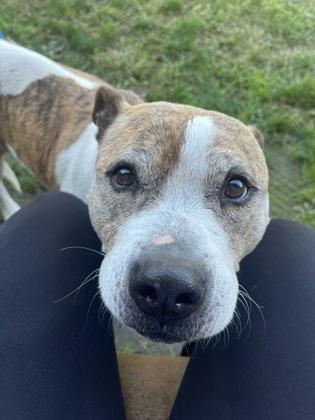 Moxie, a Adoptable Mixed Breed in Fallston, MD image 2/3
