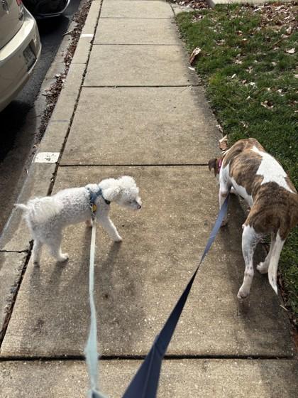 Moxie, a Adoptable Mixed Breed in Fallston, MD image 3/3